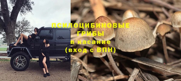 прущие грибы Аркадак